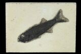 Uncommon Fish Fossil (Mioplosus) - Wyoming #158587-1